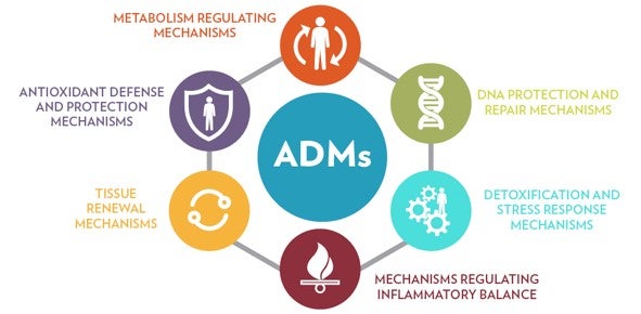 6 Categories of Aging Defense Mechanisms (ADMs) 6 aging defense mechanisms that improve our cellular defense against aging